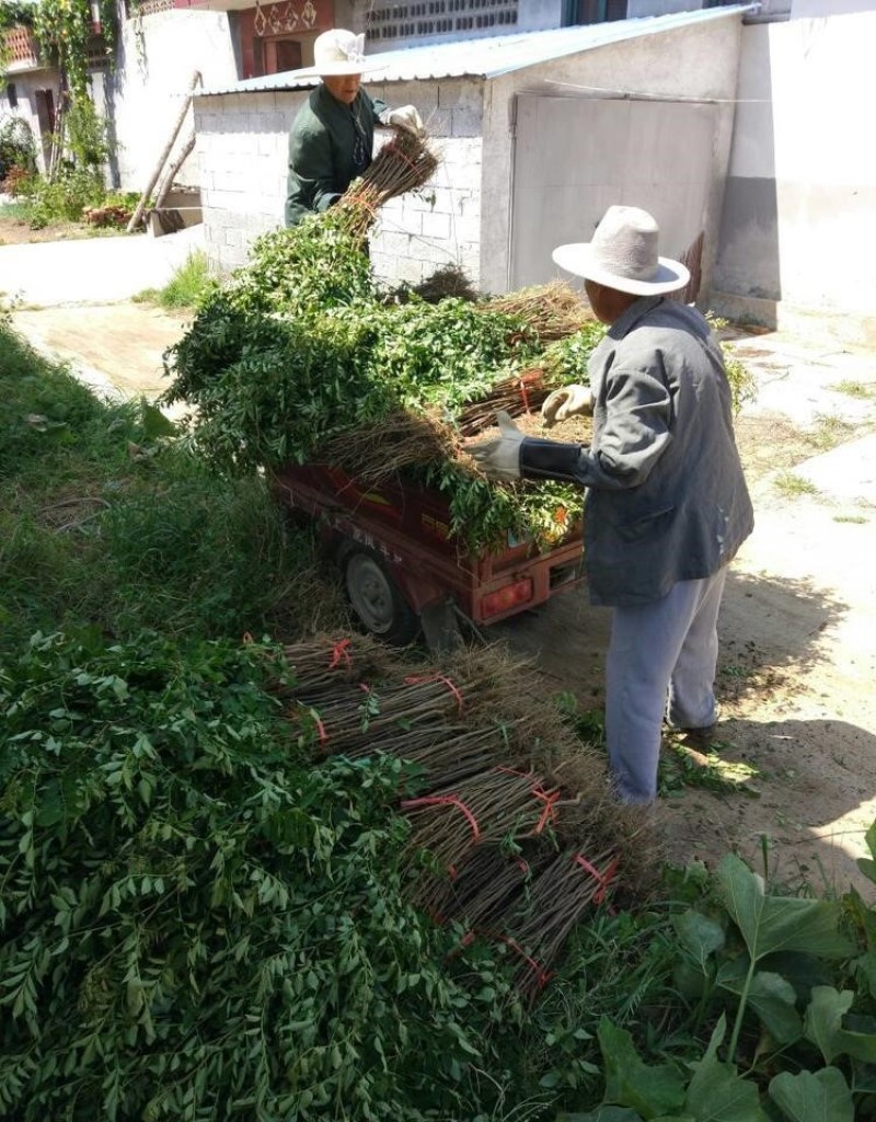 秦安1号花椒苗花椒苗根系发达丰产性好现挖现发