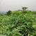 九叶青花椒苗根系发达丰产性好现挖保湿发货