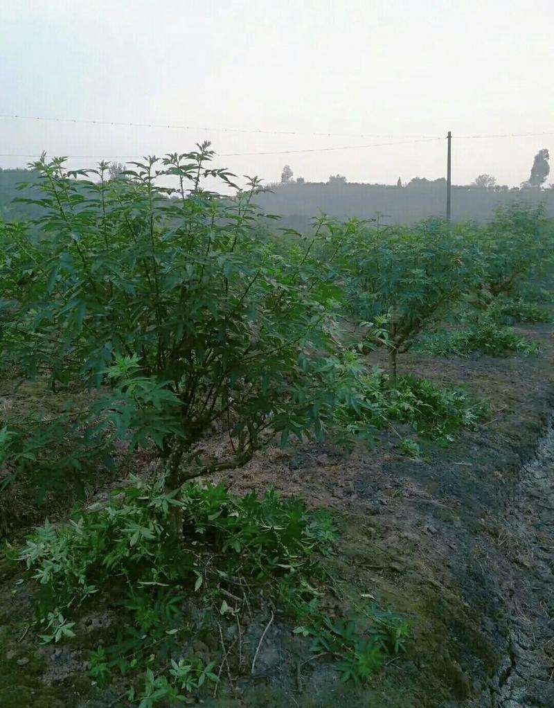 九叶青花椒苗根系发达丰产性好现挖保湿发货