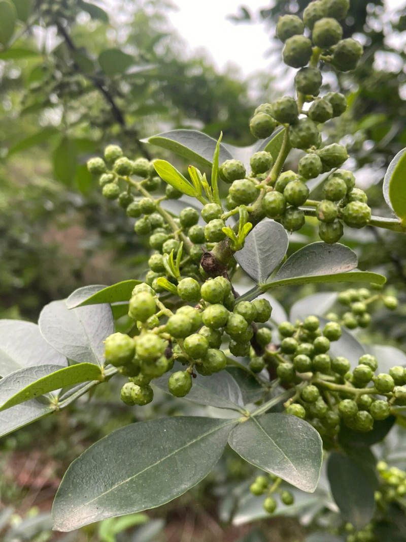 九叶青花椒苗根系发达丰产性好现挖保湿发货