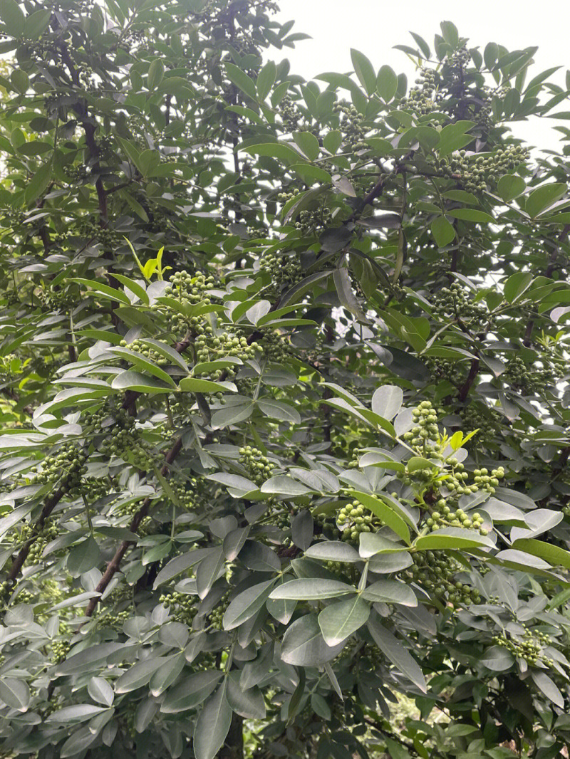 九叶青花椒苗根系发达丰产性好现挖保湿发货