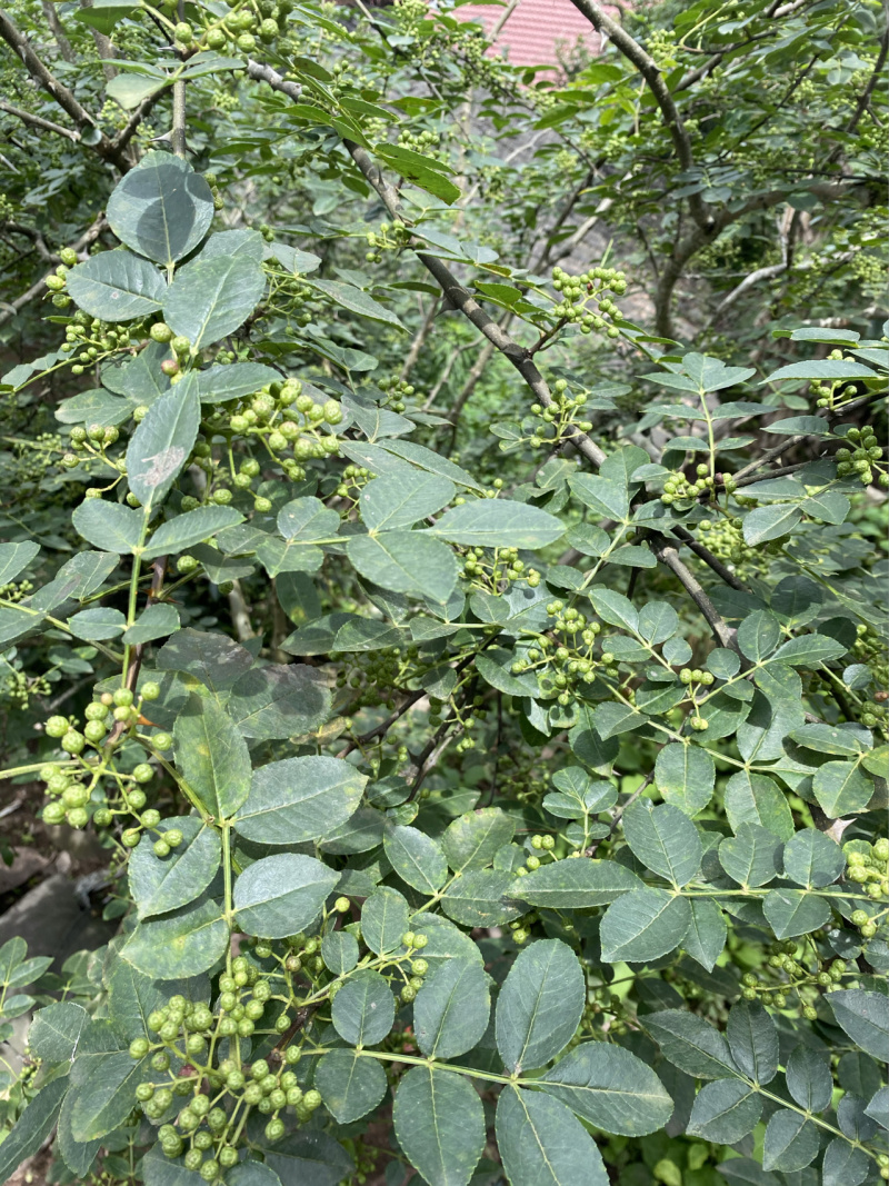 大红袍花椒花椒苗根系发达丰产性好现挖现发