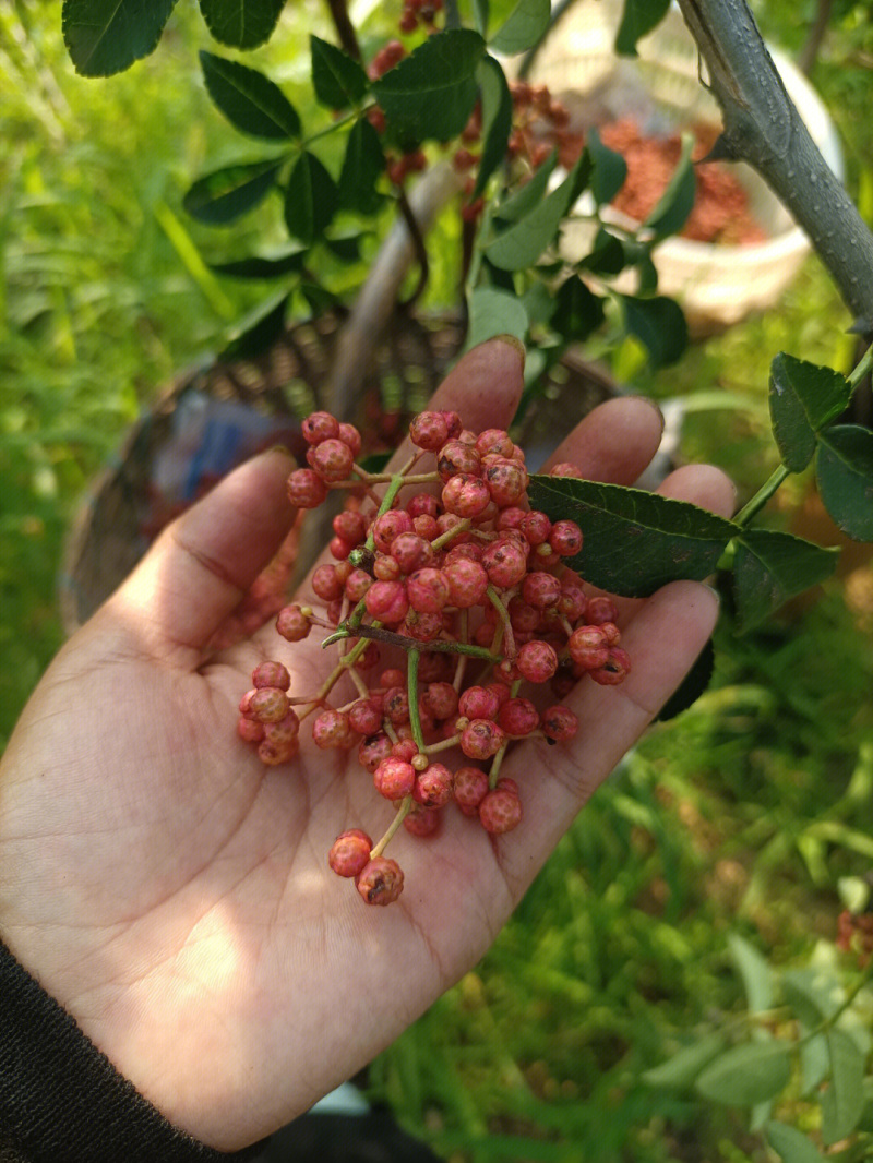 大红袍花椒花椒苗根系发达丰产性好现挖现发