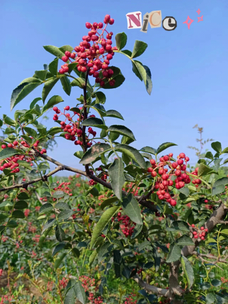 大红袍花椒花椒苗根系发达丰产性好现挖现发