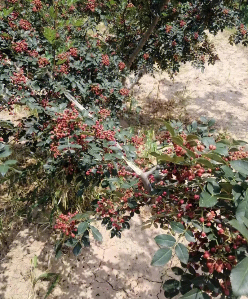 秦椒苗花椒苗根系发达丰产性现挖现发