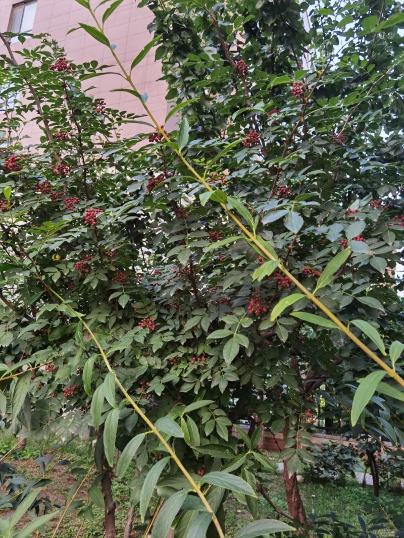 秦椒苗花椒苗根系发达丰产性现挖现发