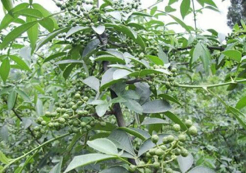 蜀椒苗花椒苗根系发达丰产性好现挖现发