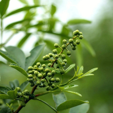 蜀椒苗花椒苗根系发达丰产性好现挖现发