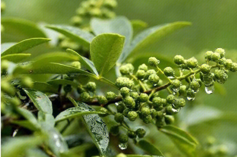 蜀椒苗花椒苗根系发达丰产性好现挖现发