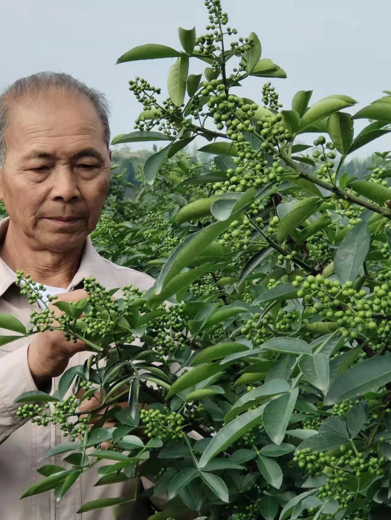 藤椒苗花椒苗根系发达丰产性好现挖现发
