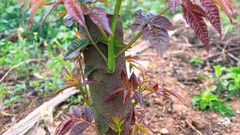 褐香椿苗香椿苗根系发达丰产性好现挖现发