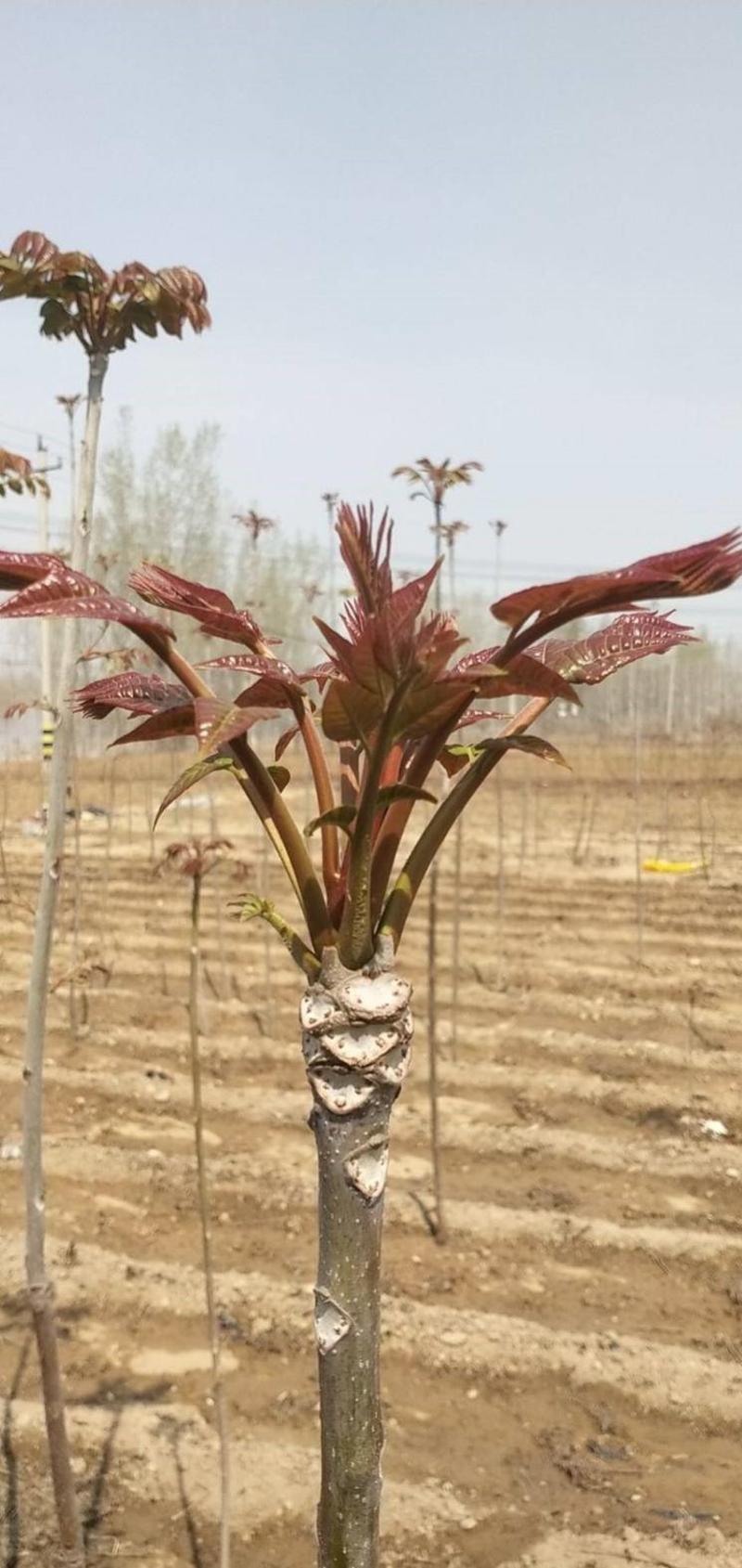 红香椿苗根系发达丰产性好现挖保湿发货