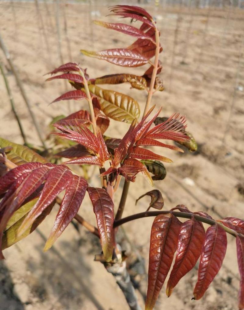 红香椿苗根系发达丰产性好现挖保湿发货