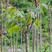红芽绿香椿苗根系发达丰产性好现挖保湿发货