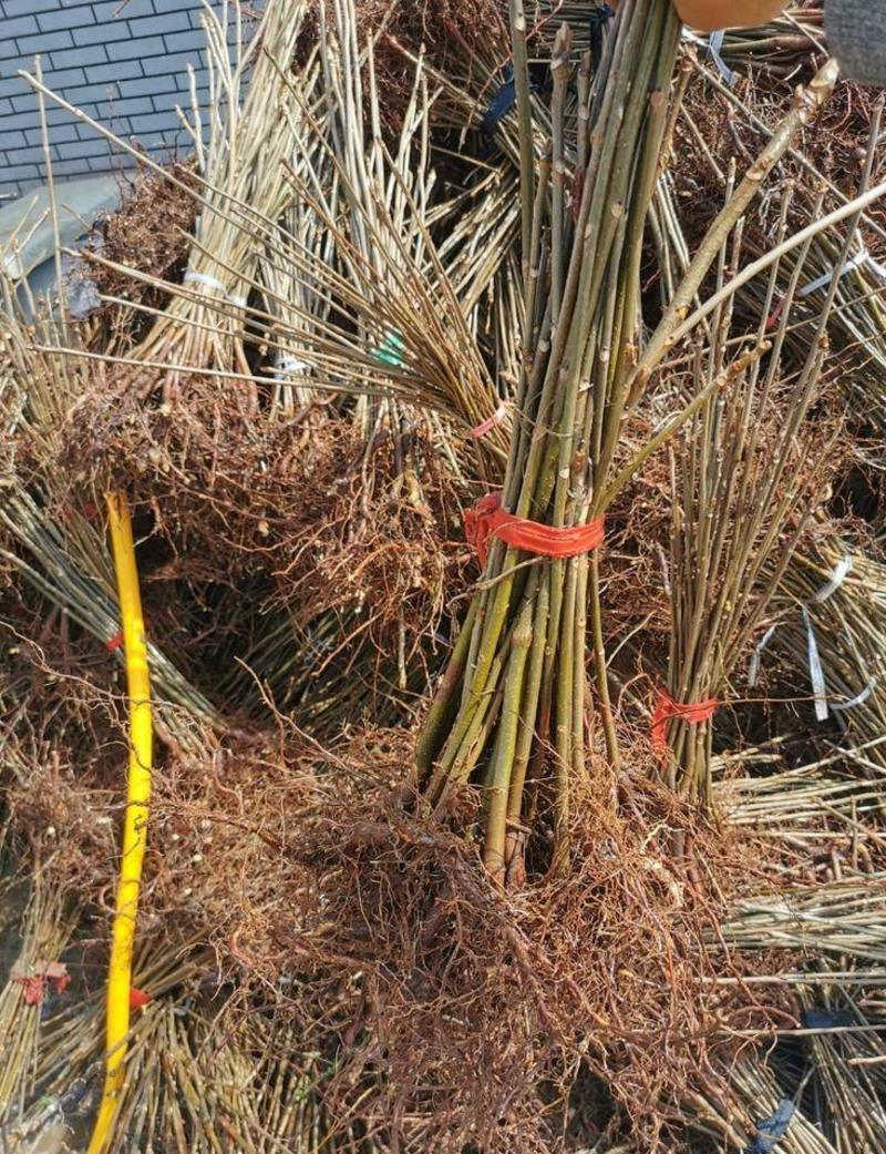 红芽绿香椿苗根系发达丰产性好现挖保湿发货