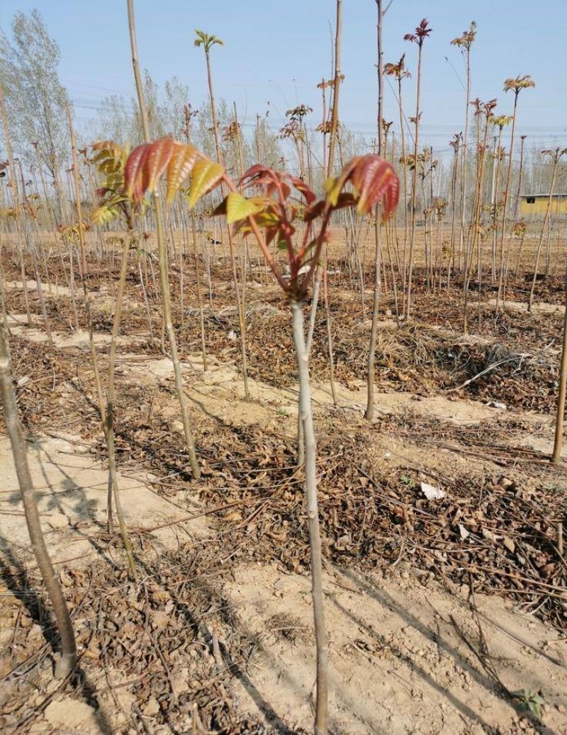 红油6号香椿苗根系发达丰产性好现挖现发