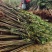 红油6号香椿苗根系发达丰产性好现挖现发