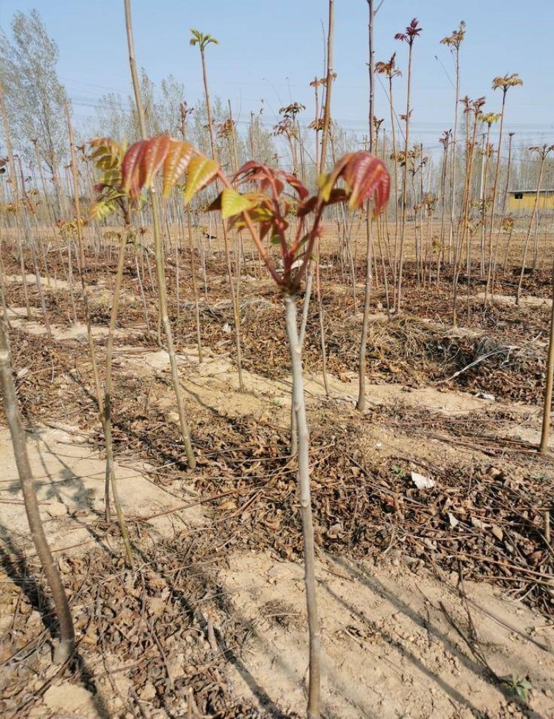 红油8号香椿苗根系发达丰产性好现挖保湿发货