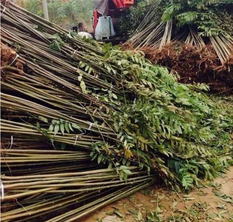 红油8号香椿苗根系发达丰产性好现挖保湿发货