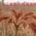 红油香椿苗根系发达丰产性好现挖保湿发货