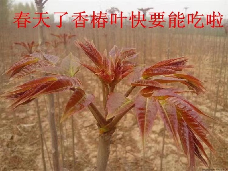 红油香椿苗根系发达丰产性好现挖保湿发货