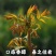 红油香椿苗根系发达丰产性好现挖保湿发货