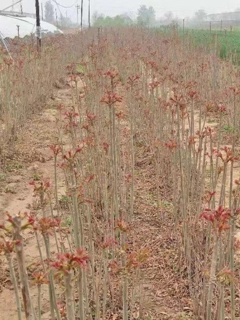 红油香椿苗根系发达丰产性好现挖保湿发货