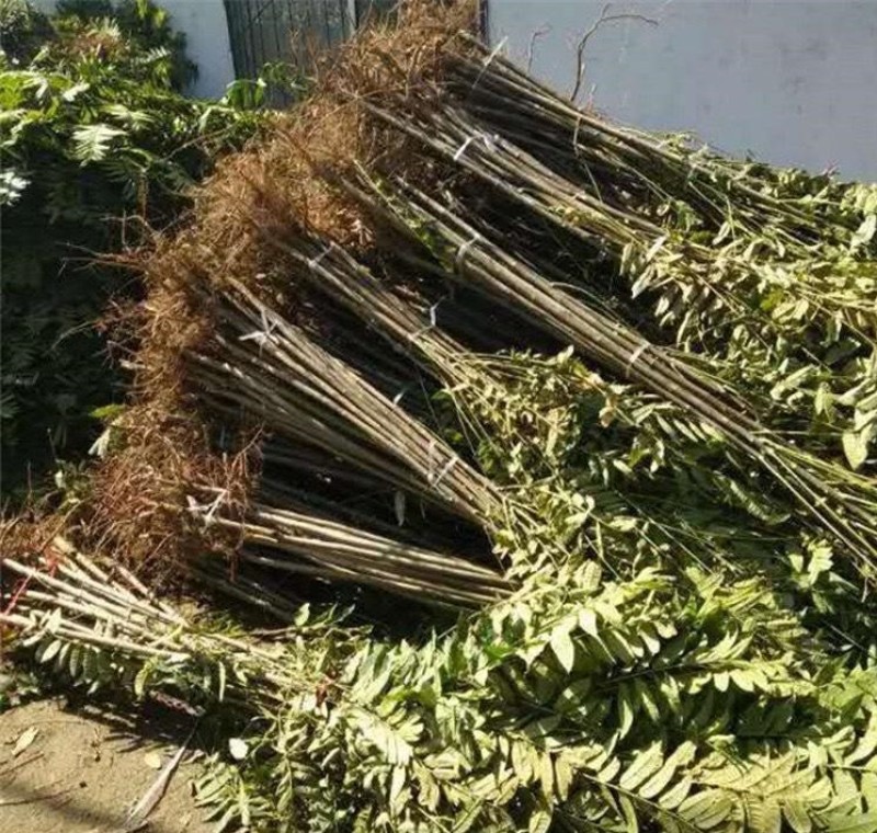 薹椿苗香椿苗根系发达丰产性好现挖现发