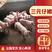 河南三元仔猪防疫完善品种纯价格低支持全国发货专业运输到家