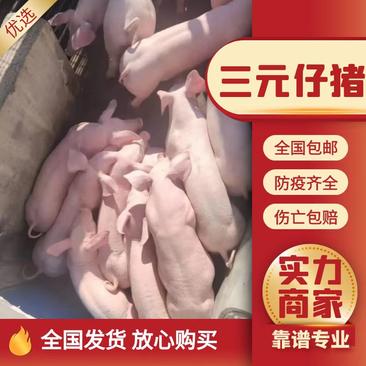 三元仔猪品种齐全防疫到位全国发货专业运输到家包成活
