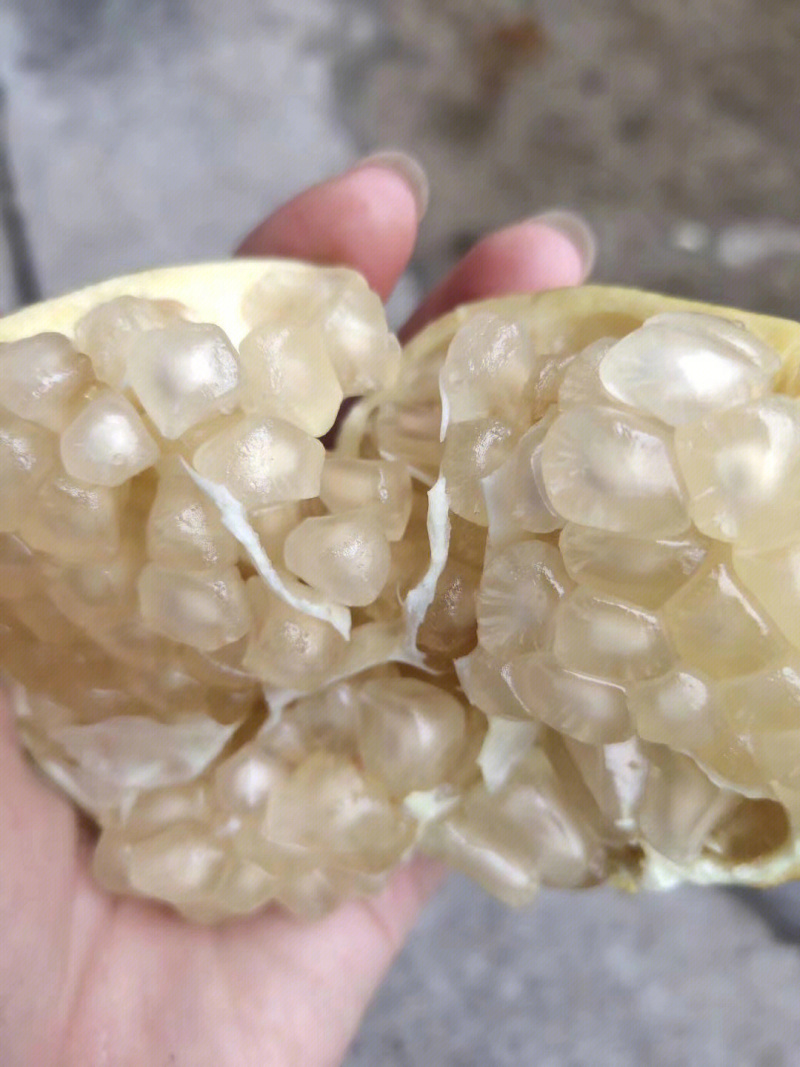 白玉石榴苗石榴苗根系发达丰产性好果实大甜