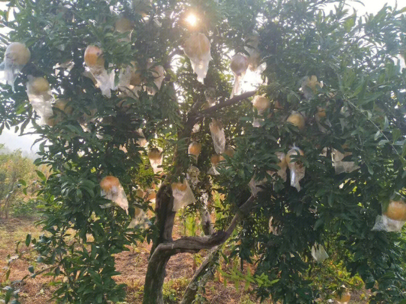 白玉石榴苗石榴苗根系发达丰产性好果实大甜