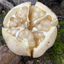 白玉石榴苗石榴苗根系发达丰产性好果实大甜