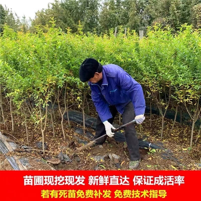 红如意石榴苗石榴苗根系发达丰产性好现挖现发