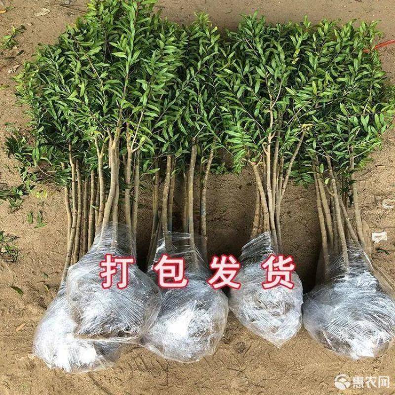 泰山大红石榴苗石榴苗根系发达丰产性好现挖现发