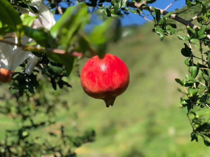 大青皮石榴苗石榴苗根系发达丰产性好现挖保湿发货