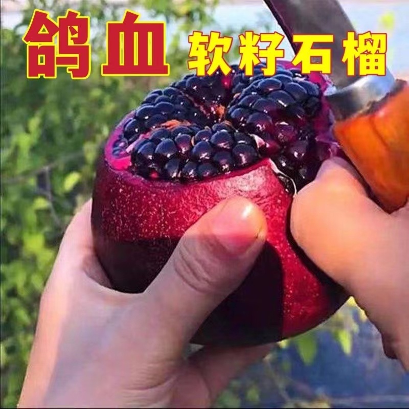 鸽血石榴苗石榴苗根系发达丰产性好现挖现发
