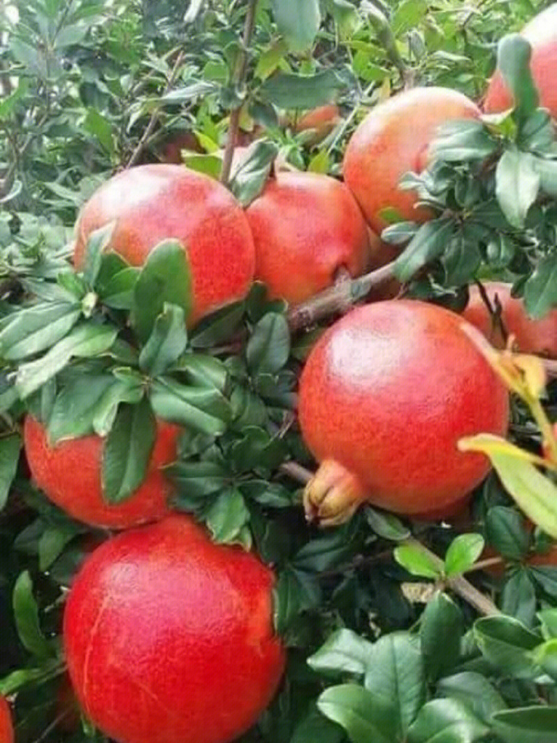 沂蒙红石榴苗石榴苗根系发达丰产性现挖保湿发货