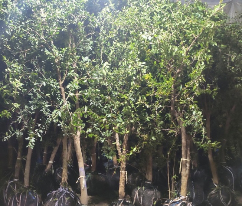 沂蒙红石榴苗石榴苗根系发达丰产性现挖保湿发货