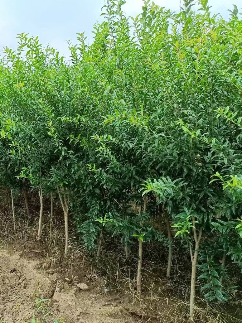 沂蒙红石榴苗石榴苗根系发达丰产性现挖保湿发货