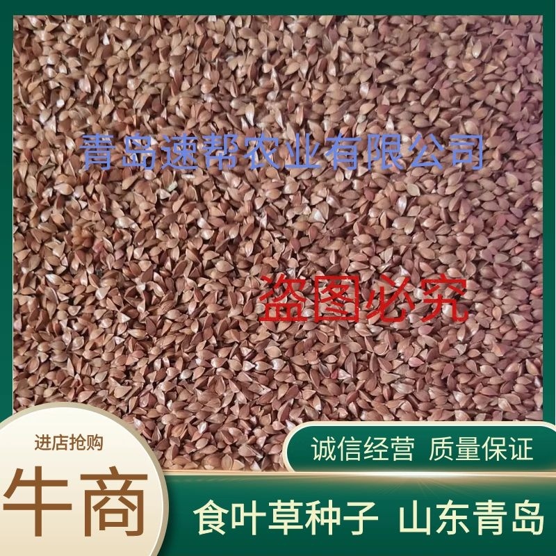 【促销价】食叶草种子蛋白草基地优选良种可提供育苗服务