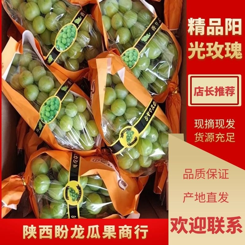 陕西晴王葡萄陕西阳光玫瑰葡萄批发价格质量保证产地直供