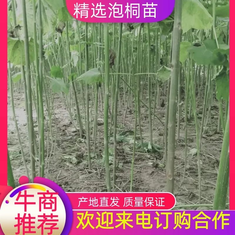 河南诚信家庭农场。大量批发两公分至十公分泡桐。原普通货。