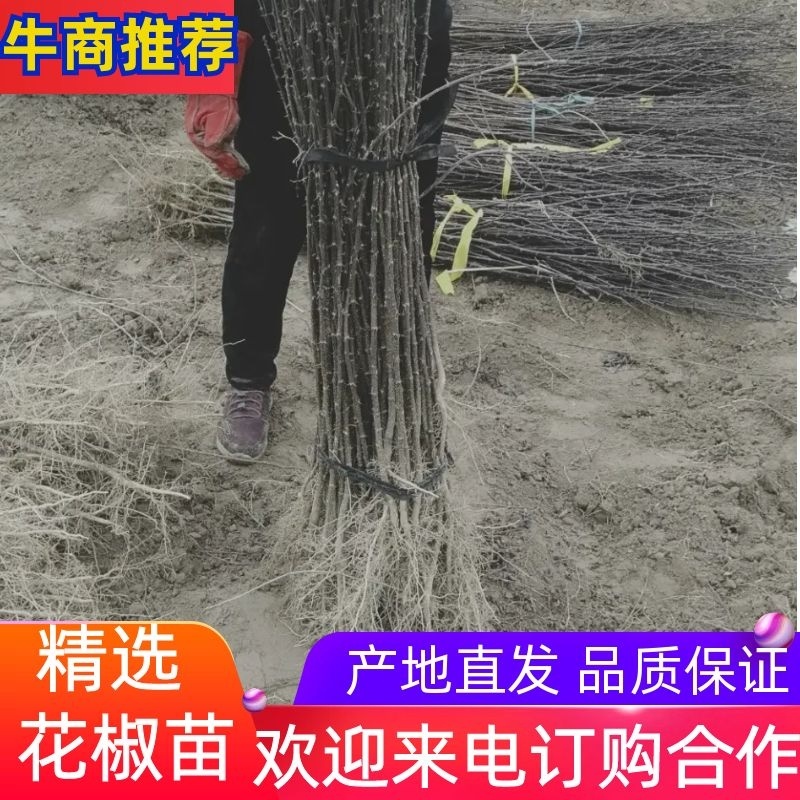 大红袍和狮子头花椒苗。河南西华县总批发。0.5一2公分