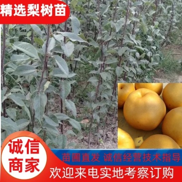 梨树苗批发低价梨树苗0.8以上原普通货。