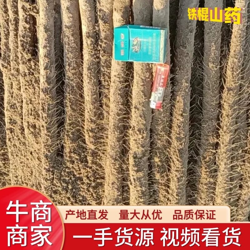 沙土地优质铁棍山药产地货源，实地考察，见面交易欢迎采购