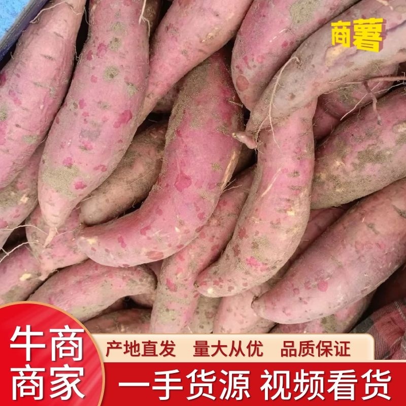 精品红薯商薯19一手货源视频看货品质保证以质论价