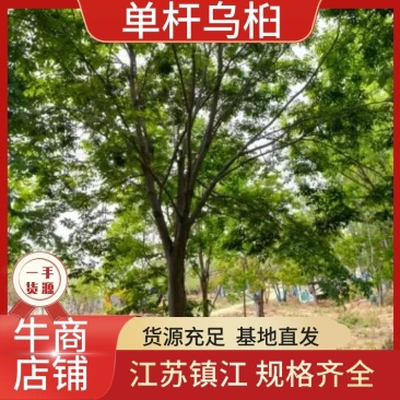 乌桕单杆大量供应，树形优美，诚信经营，价格优惠，欢迎选构