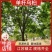 乌桕单杆大量供应，树形优美，诚信经营，价格优惠，欢迎选构