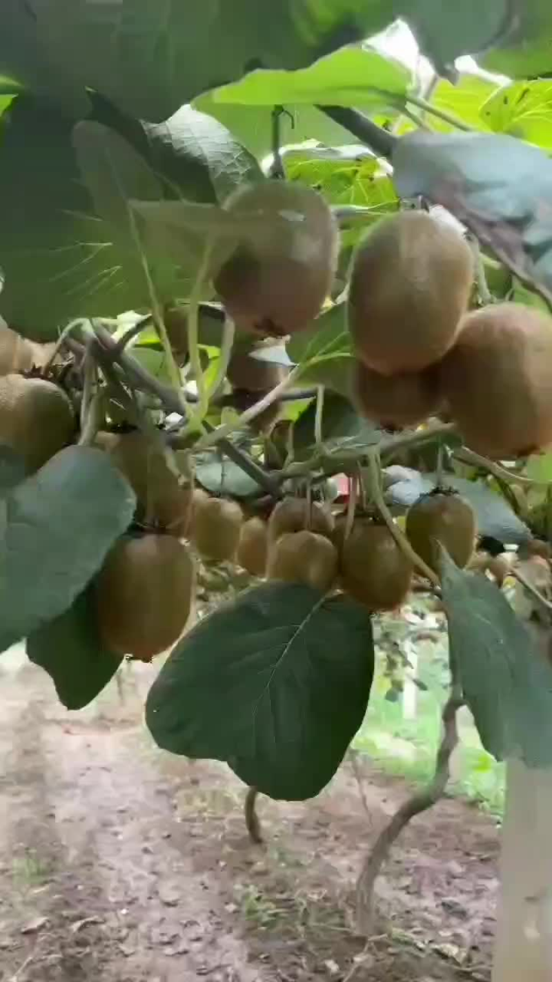 【精品】精品陕西眉县生态徐香猕猴桃，大量供应，欢迎采购